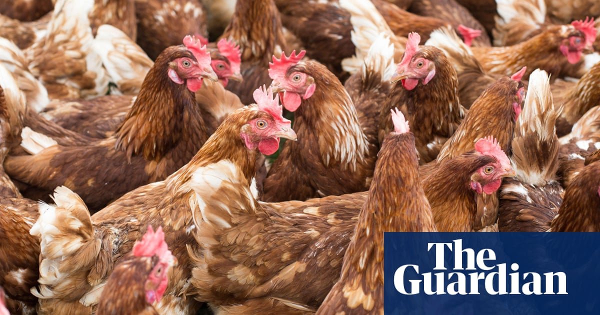 Farmers call for UK animal welfare rules to be upheld in Gulf states deal | Farming