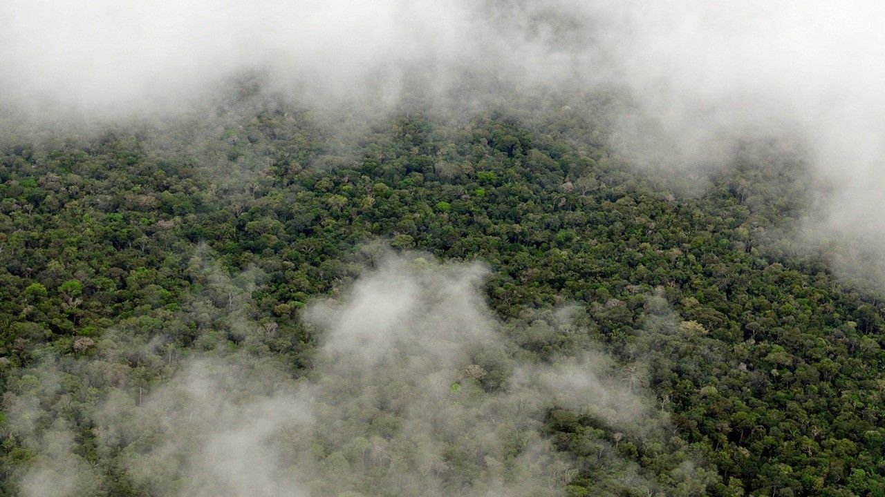 From Space to Soil: How NASA Sees Forests
