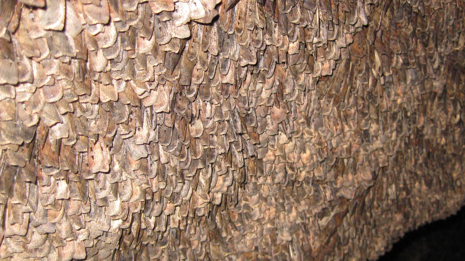 This Australian moth may be the 1st insect ever discovered to use stars for long-distance navigation