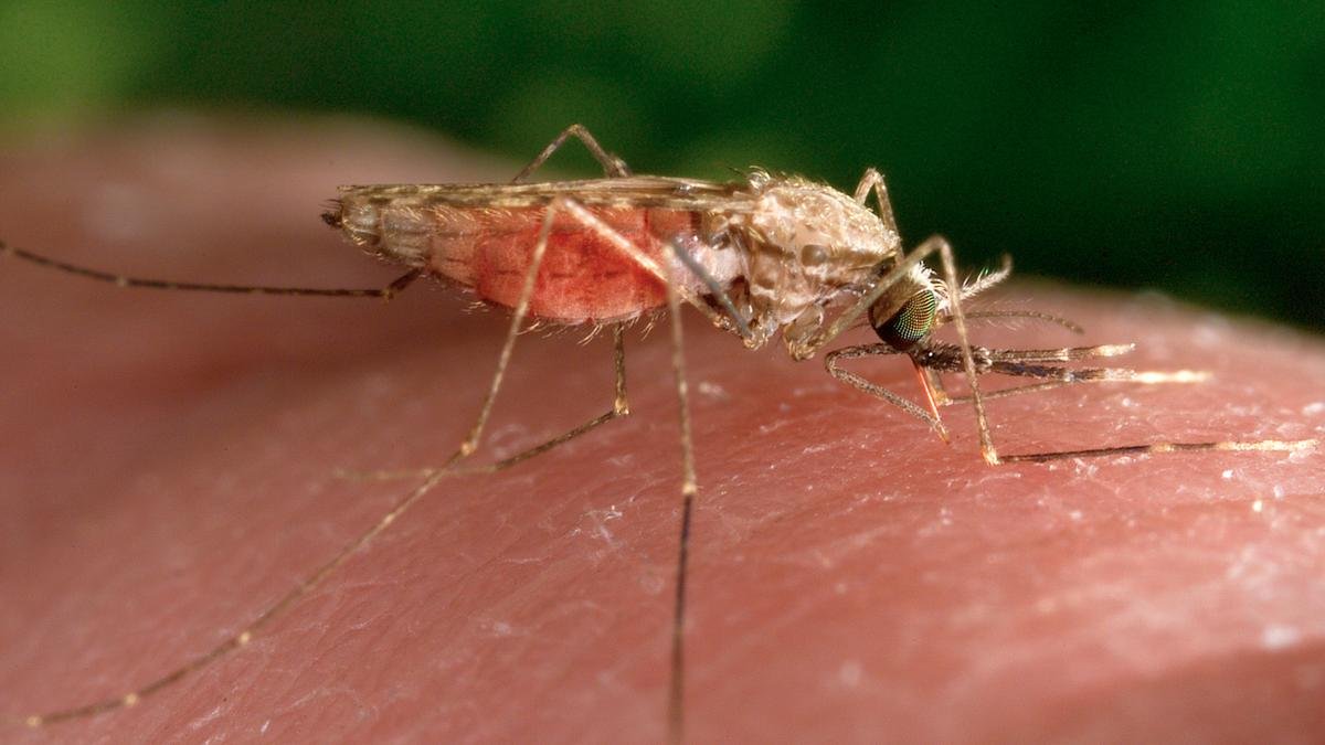 Swiss medicines authority issues first approval for antimalarial drug for treatment of infants